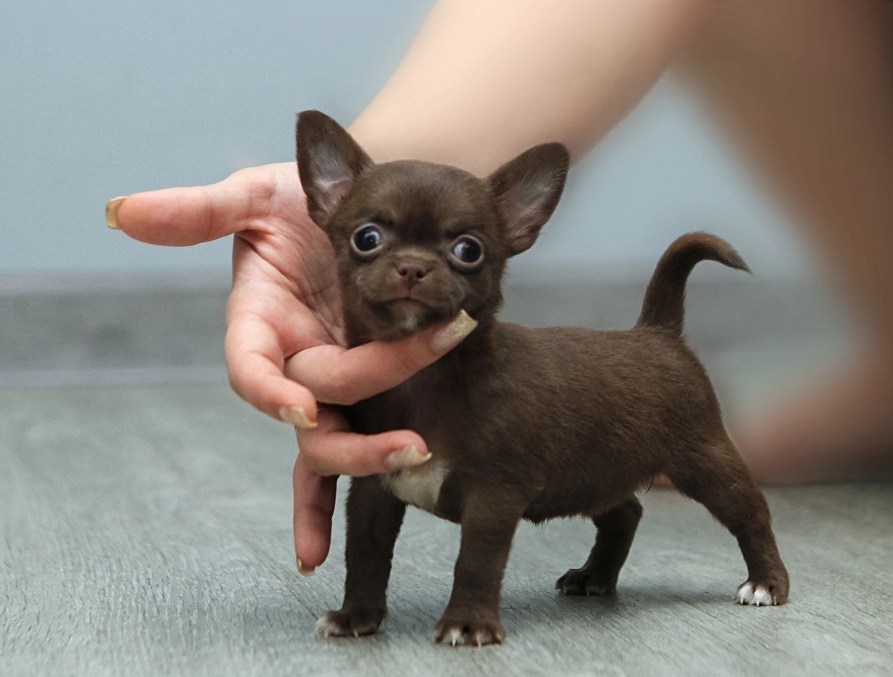 Chihuahua puppy available for Christmas and new year gift 